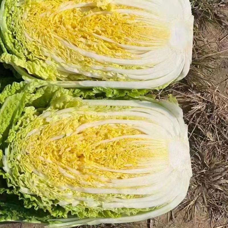 精品黄心大白菜，玲珑黄，商超品质，质量保证，致电优惠