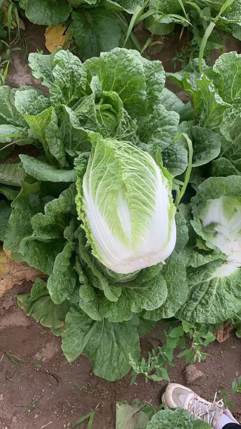 精品黄心大白菜，玲珑黄，商超品质，质量保证，致电优惠