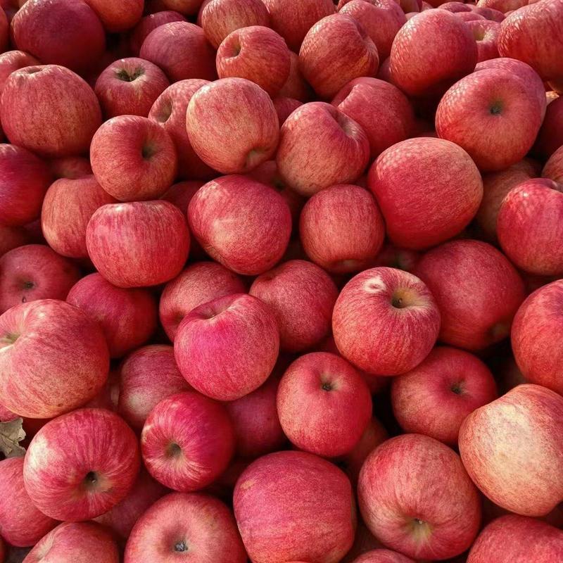 【精品】寒富苹果大量上市了个大颜色全红口感脆甜大量有货
