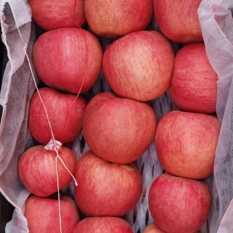 【精品】寒富苹果大量上市了个大颜色全红口感脆甜大量有货