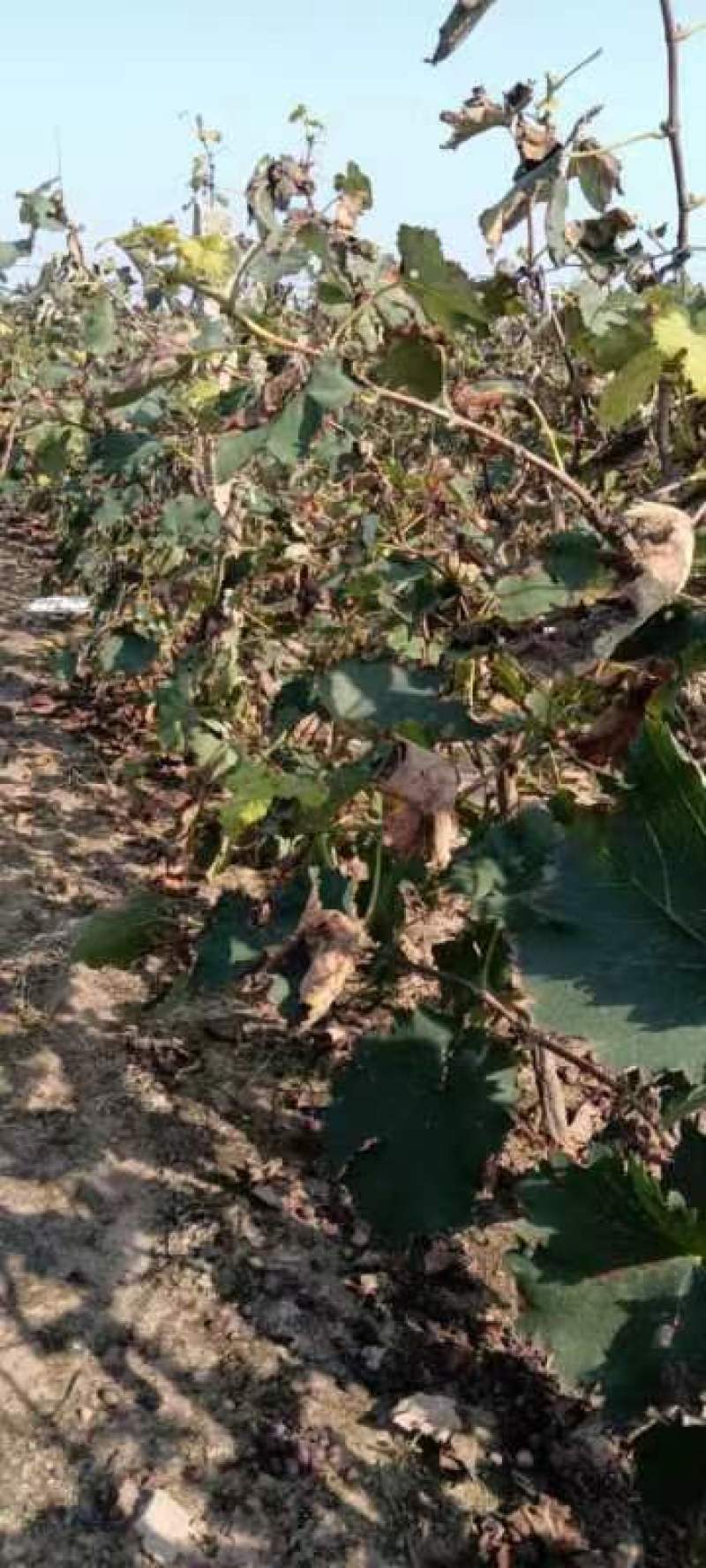 巨峰葡萄树