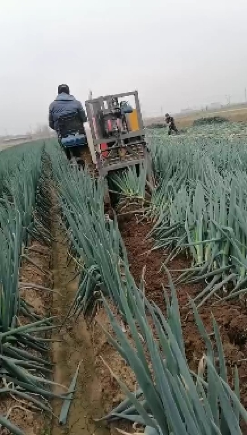 生姜，大葱，红薯。多缸专业收获机，培土机，