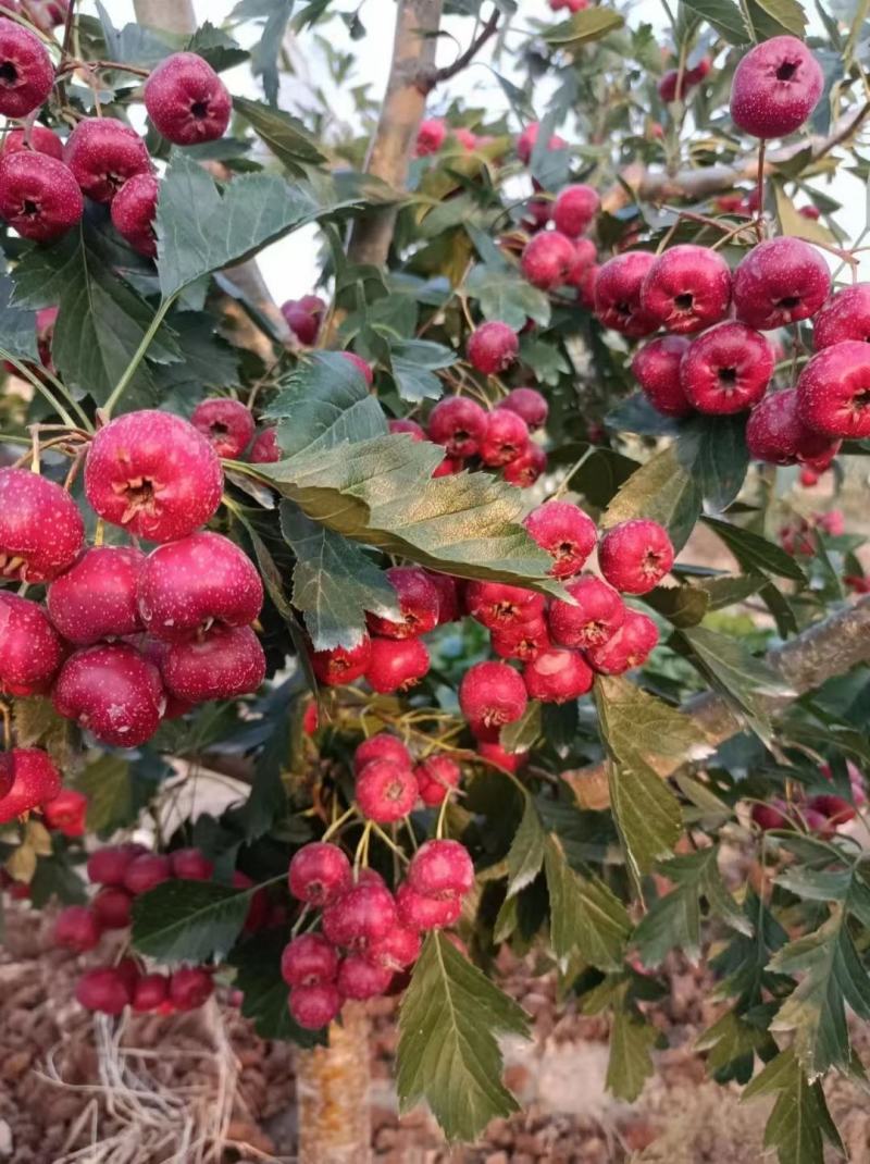 甜红子纯甜山楂，水果山楂糖雪球专用，手捡果质量好