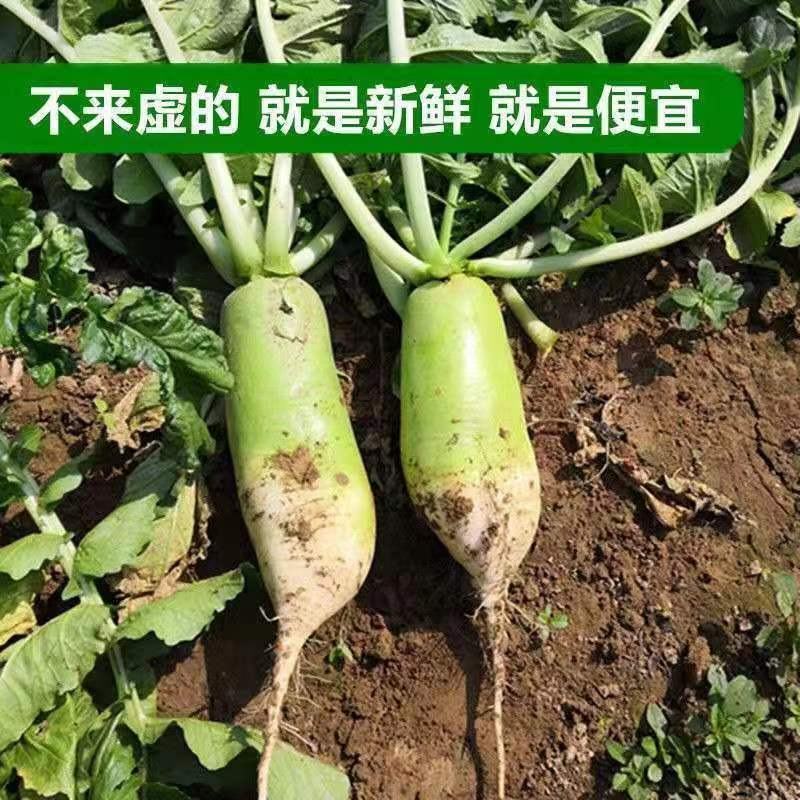 【推荐】精品青萝卜大量上市货源充足欢迎全国客户前来