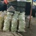 精品热销产地直发现摘现发一手货源弹珠白云豆
