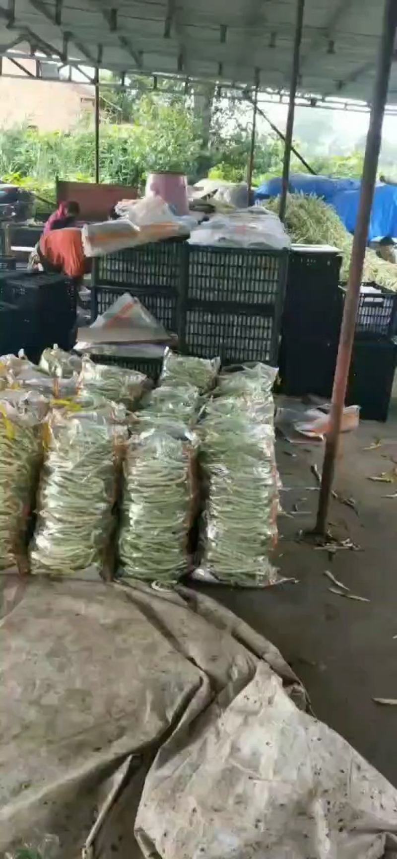 精品热销产地直发现摘现发一手货源弹珠白云豆