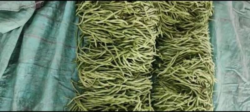 精品热销产地直发现摘现发一手货源弹珠白云豆