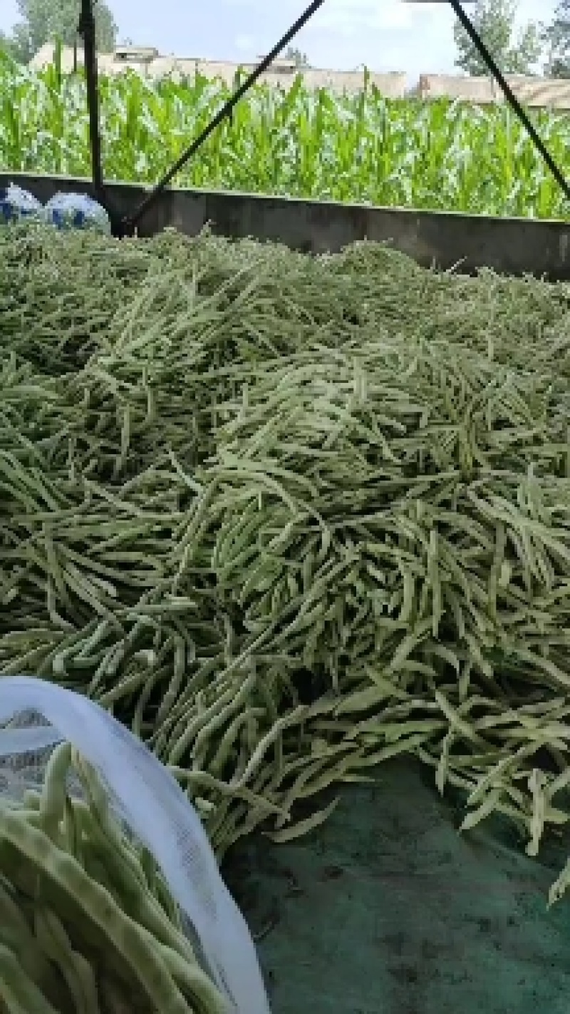 精品热销产地直发现摘现发一手货源弹珠白云豆