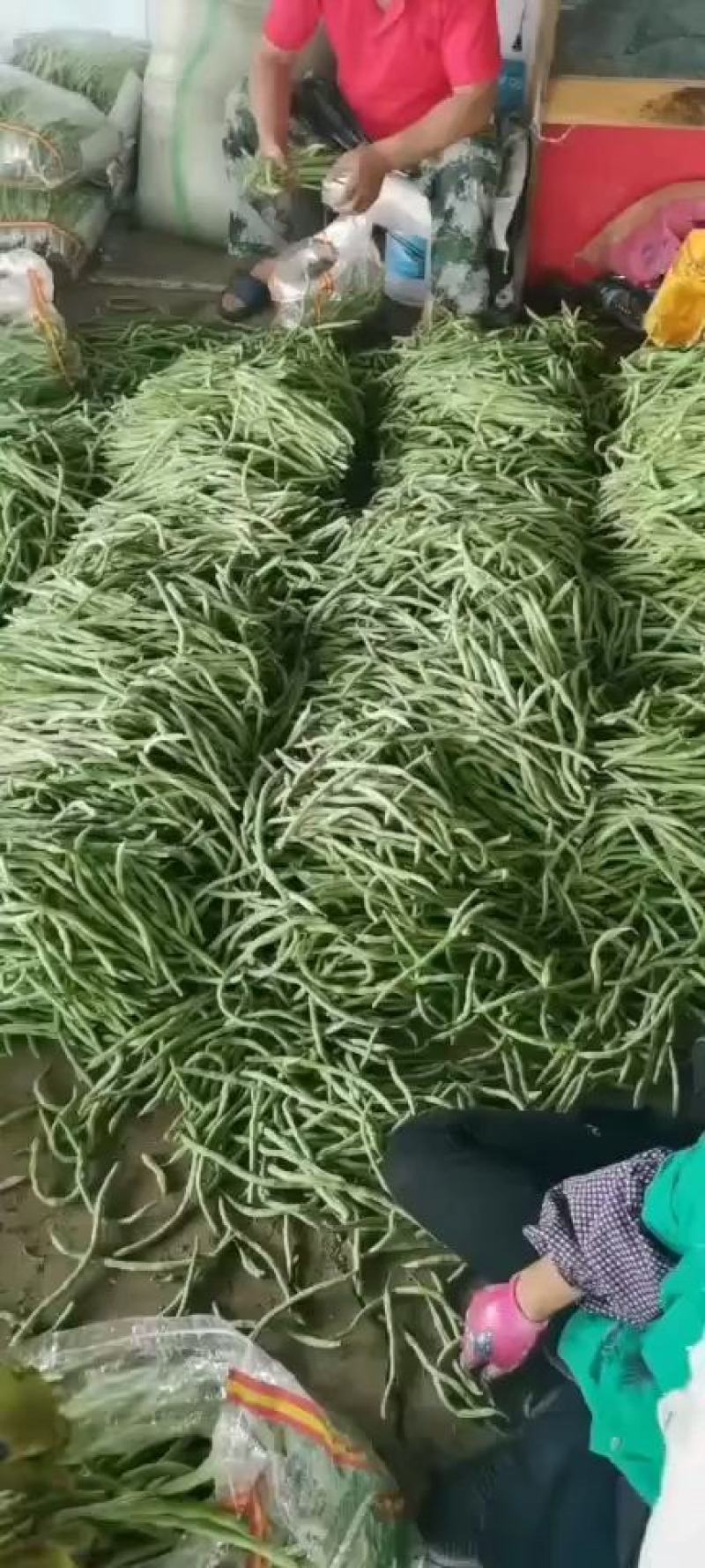 精品热销产地直发现摘现发一手货源弹珠白云豆