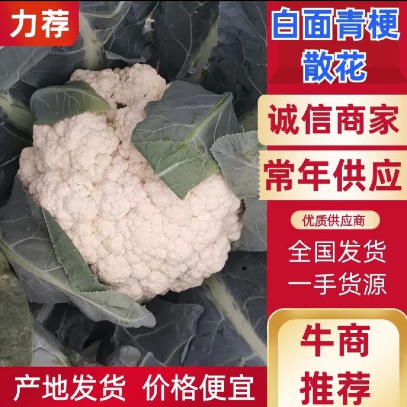 【实力福建莆田。有机松花菜青面白梗产地直发质优价廉