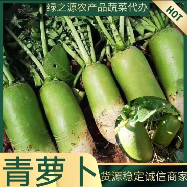 【推荐】精品青萝卜大量上市货源充足欢迎全国客户前来