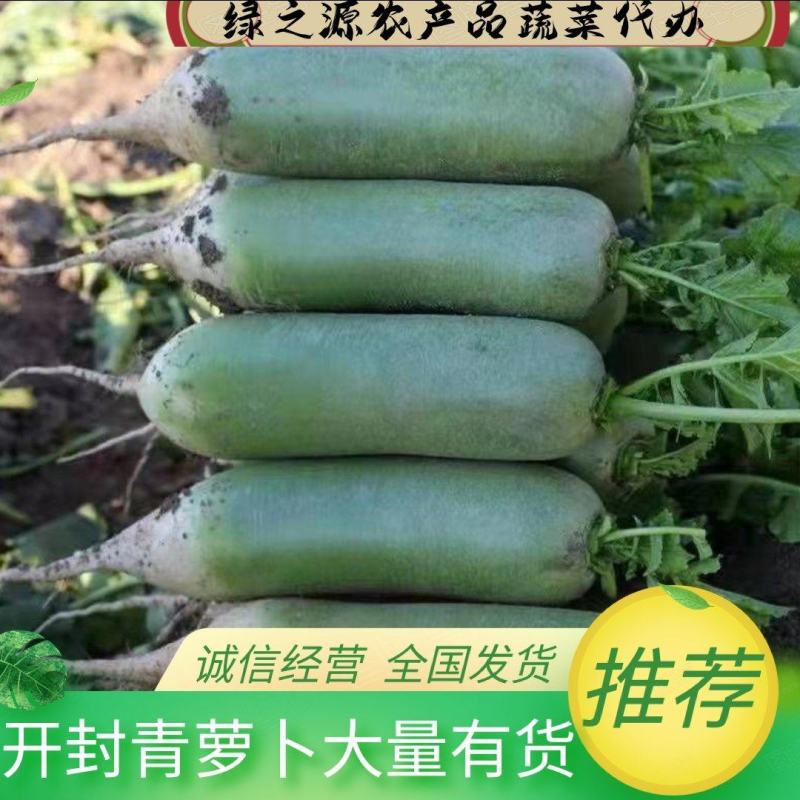 【实力】开封精品青萝卜一手货源品质保障欢迎订购