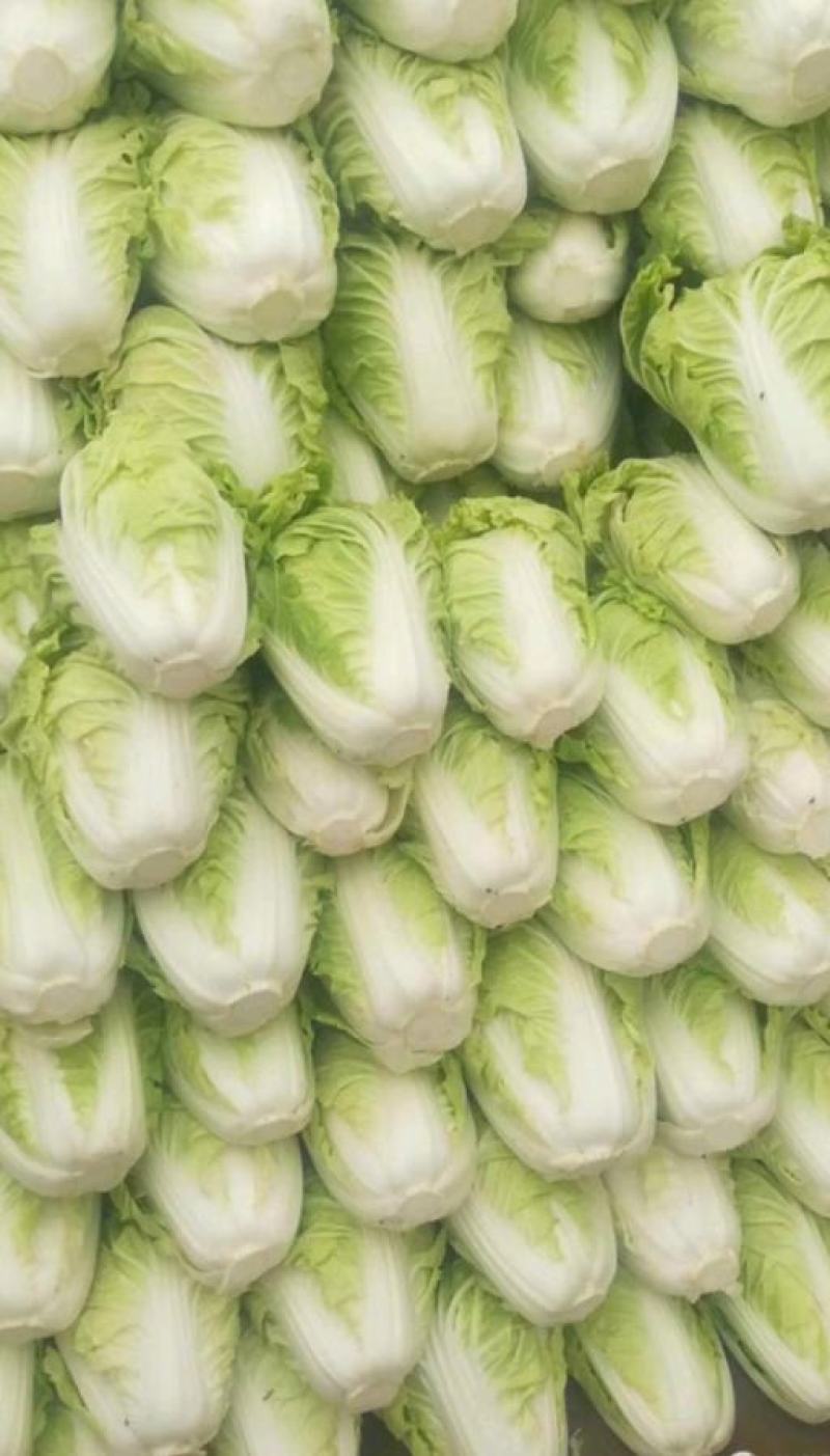 白菜