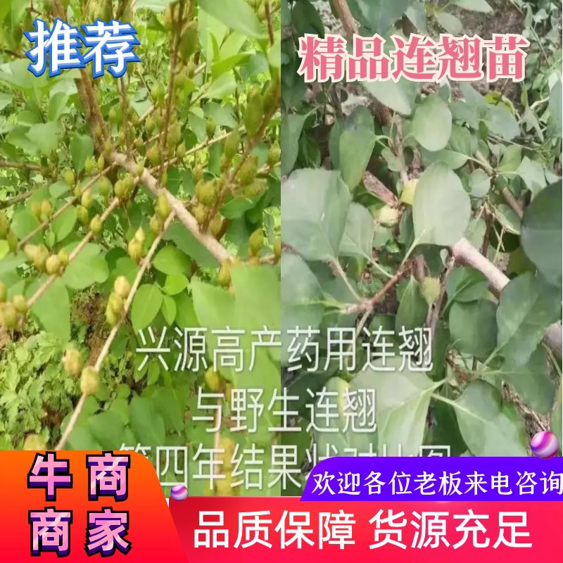 【推荐】宝鸡陇县高产药用连翘苗现挖现发提供技术指导