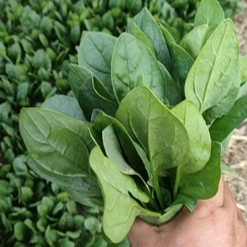 大叶菠菜山东万亩菠菜小捆精品对接超市单县发货质量保证