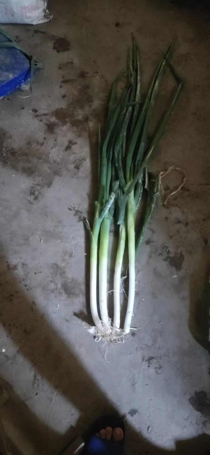长盘大葱