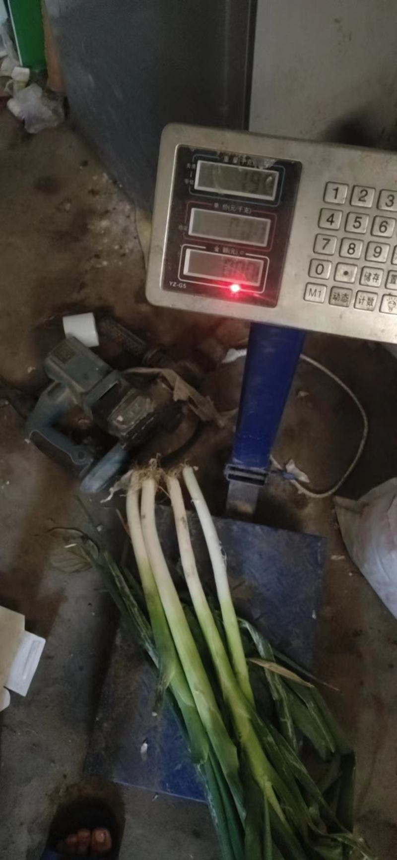 长盘大葱