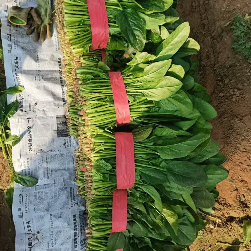 大叶菠菜山东万亩菠菜小捆精品对接超市单县发货质量保证