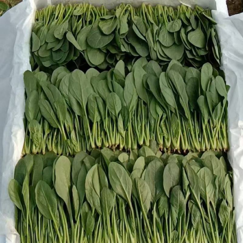 大叶菠菜山东万亩菠菜小捆精品对接超市单县发货质量保证