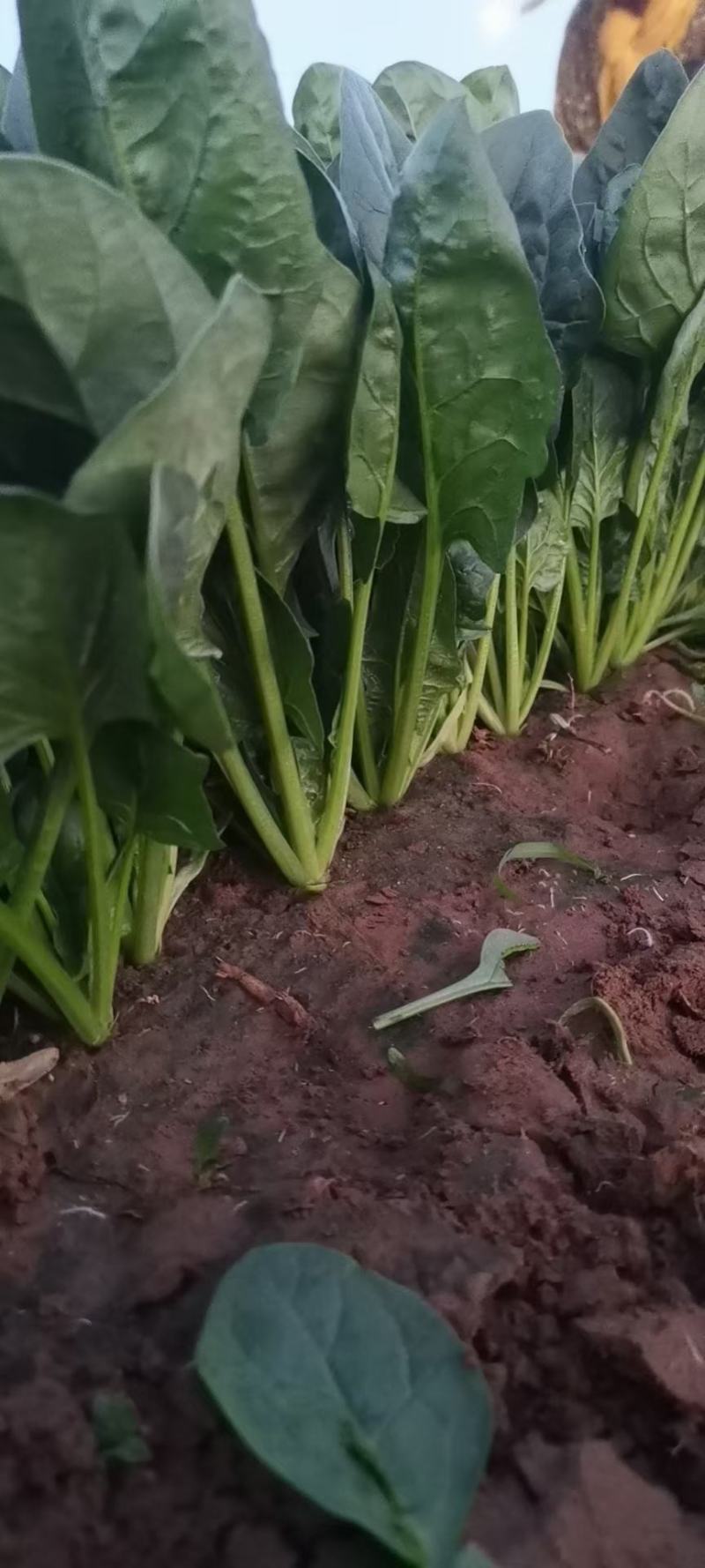 大叶菠菜山东万亩菠菜小捆精品对接超市单县发货质量保证