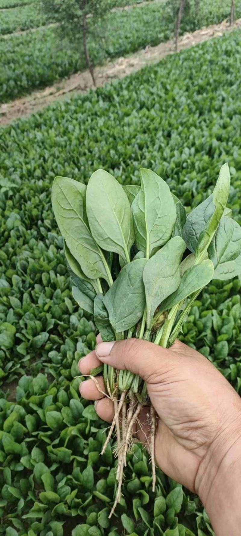 大叶菠菜山东万亩菠菜小捆精品对接超市单县发货质量保证