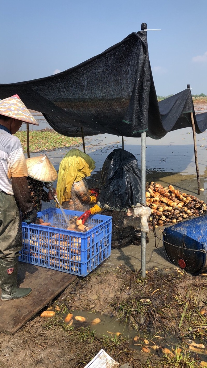 精品大地红莲藕加工场粤西阳光茂名湛江