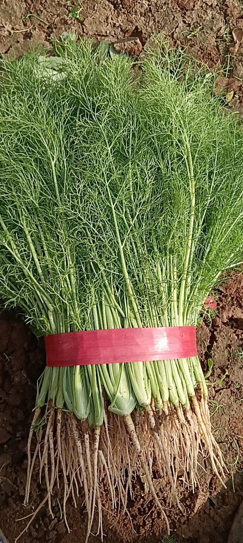 河北茴香大量上市可供商超发往全国各地