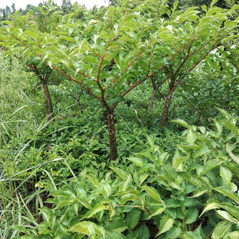 魔芋，商品魔芋