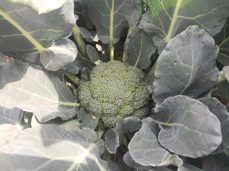 西兰花根茎与花球对比图