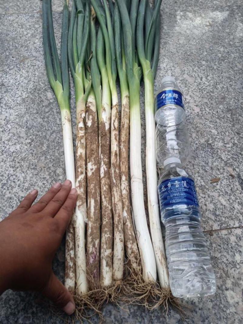 长白大葱，货源充足，常年供货