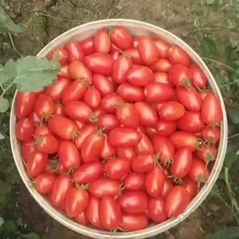 精品圣女果