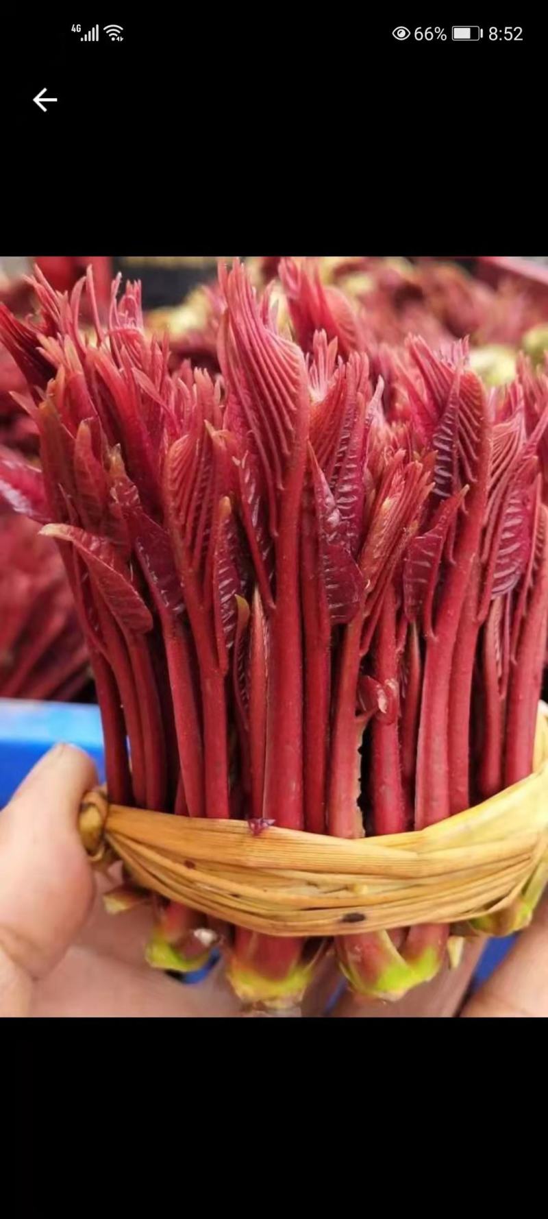 香椿芽
