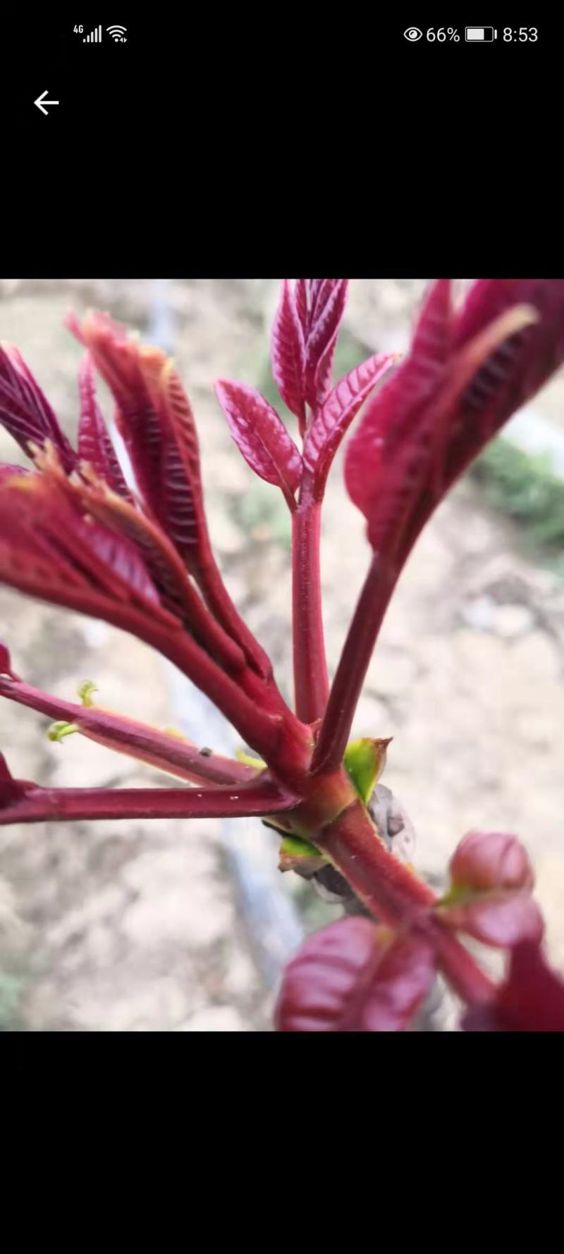 香椿芽
