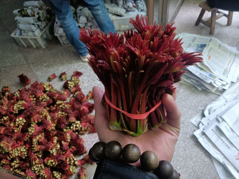 香椿芽