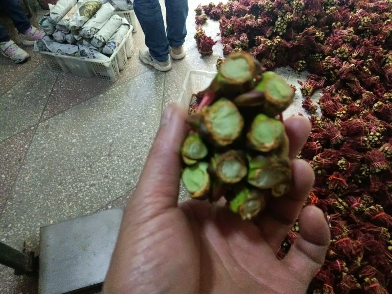 香椿芽