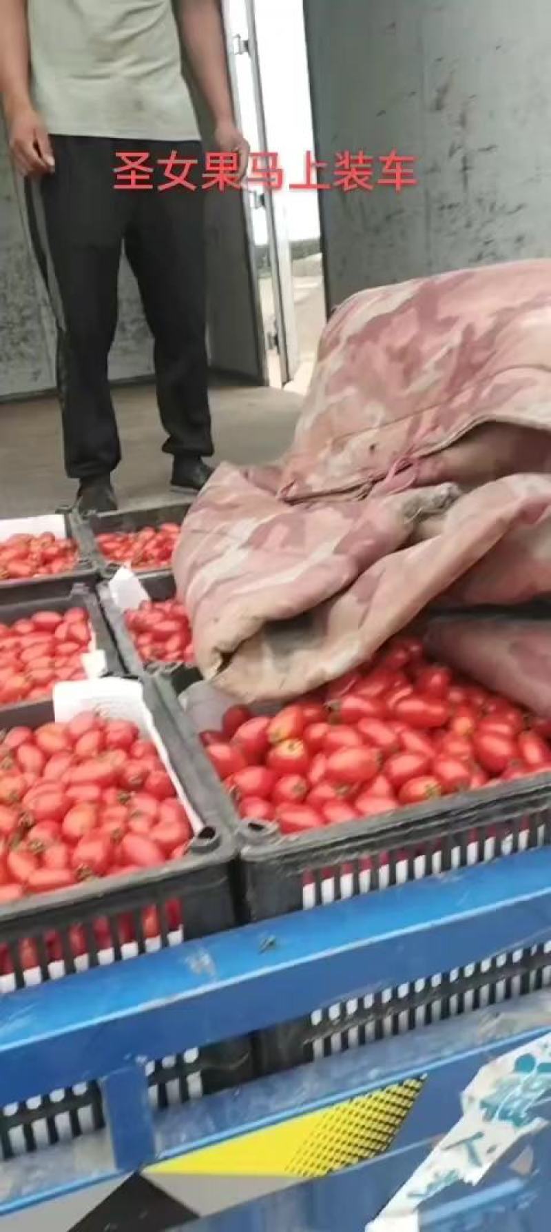 精品圣女果