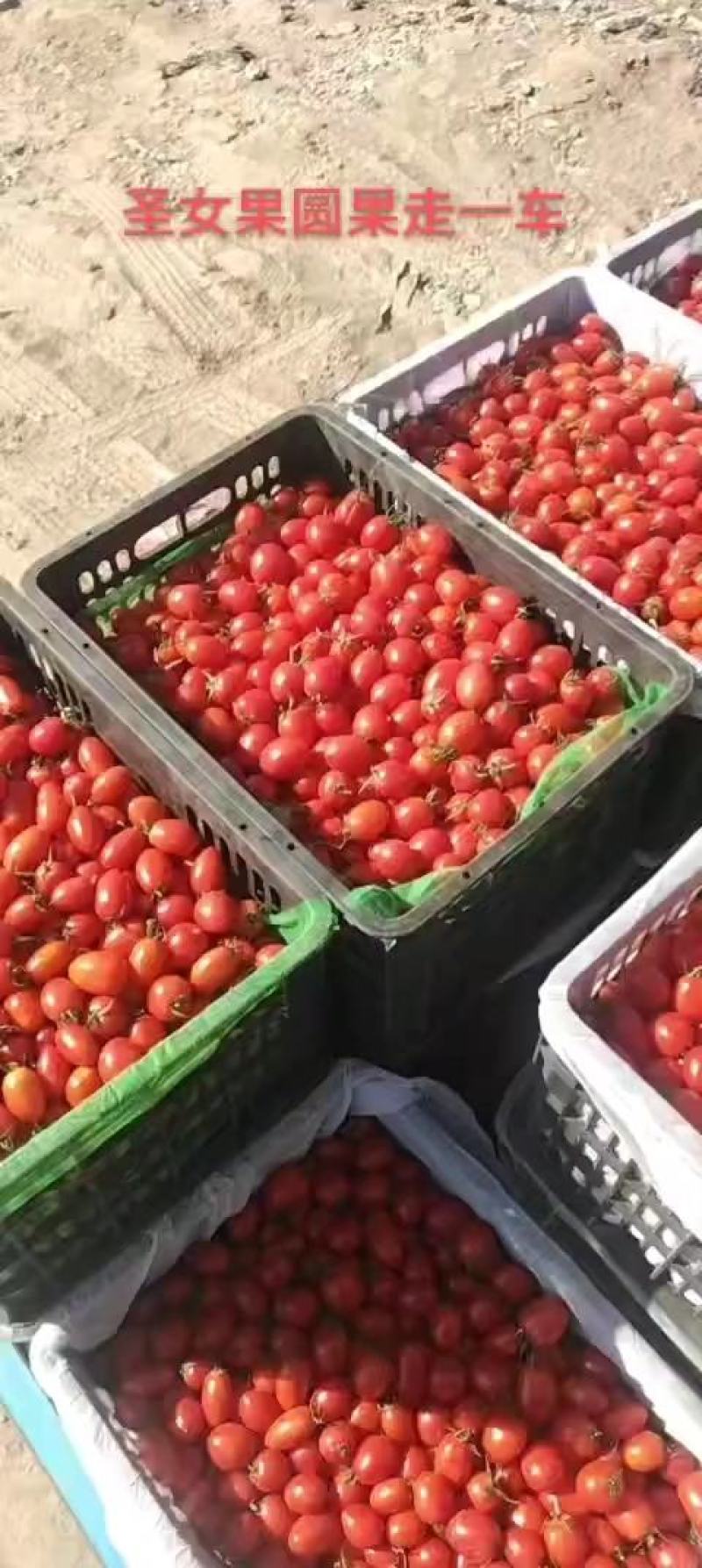 精品圣女果