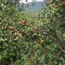 油茶鲜