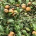 油茶鲜