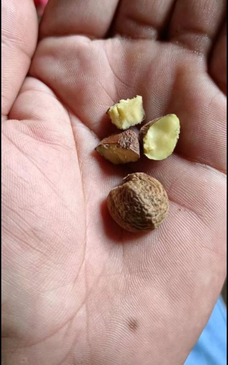 油茶鲜