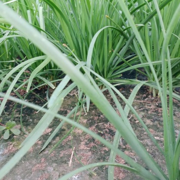 独根红韭菜