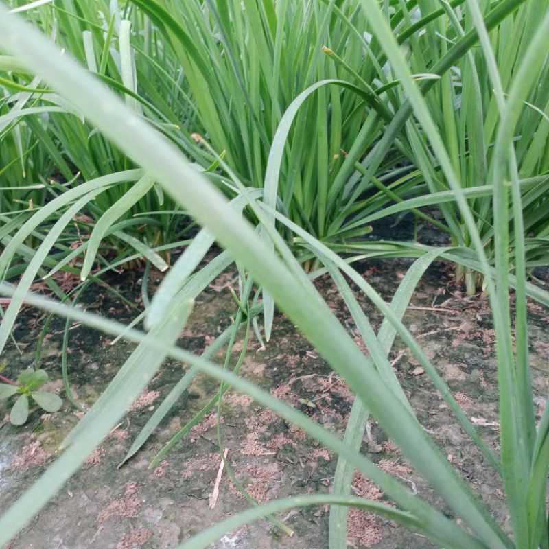 独根红韭菜