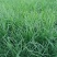 独根红韭菜