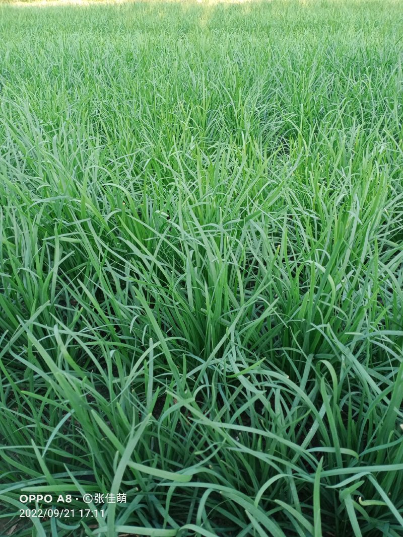 独根红韭菜