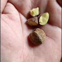 油茶干籽