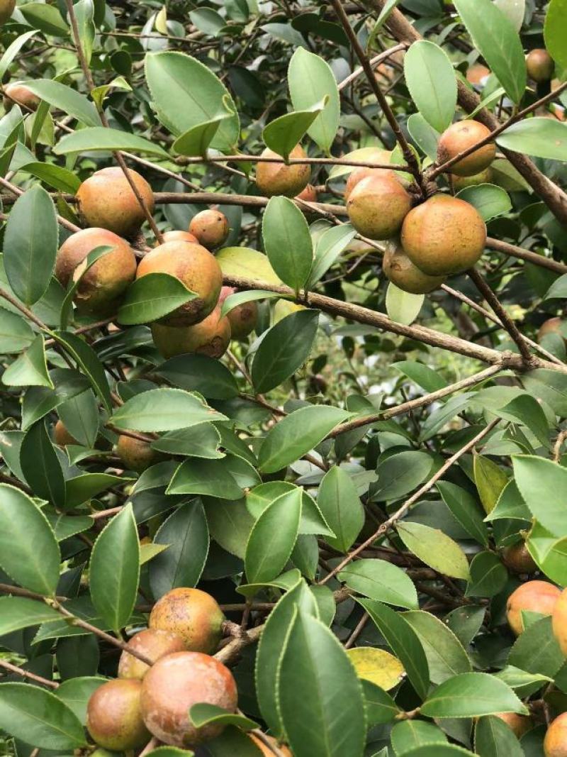 油茶干籽