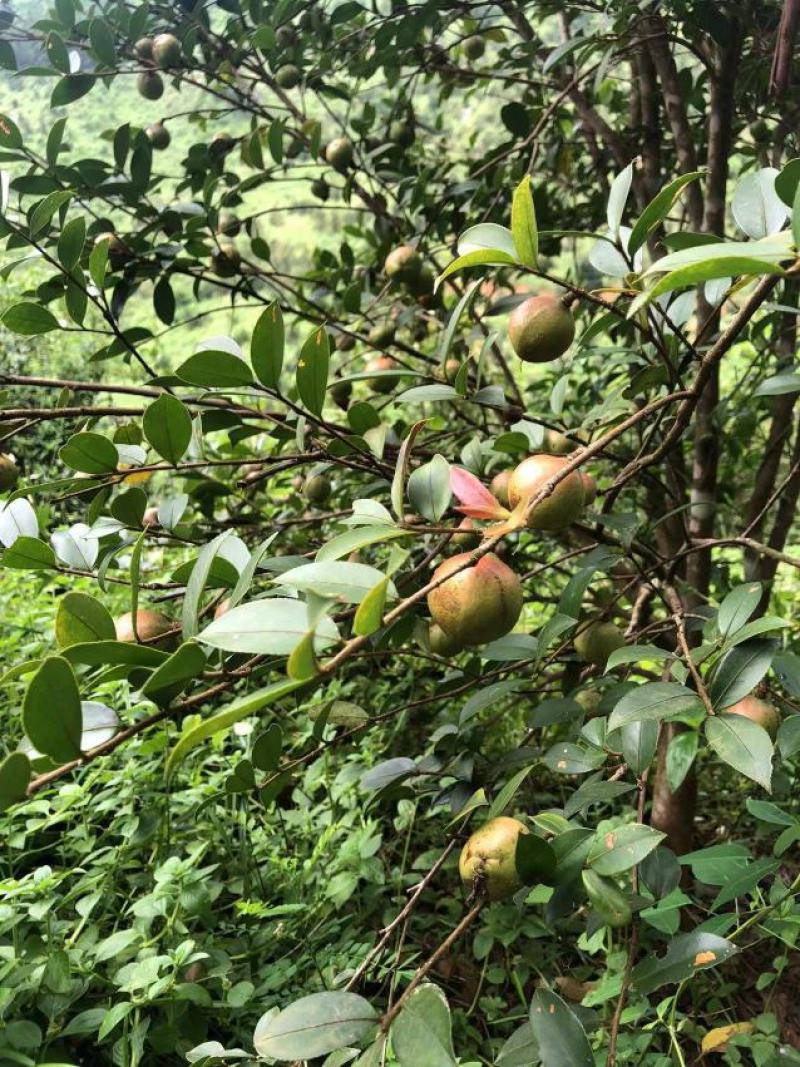 油茶干籽