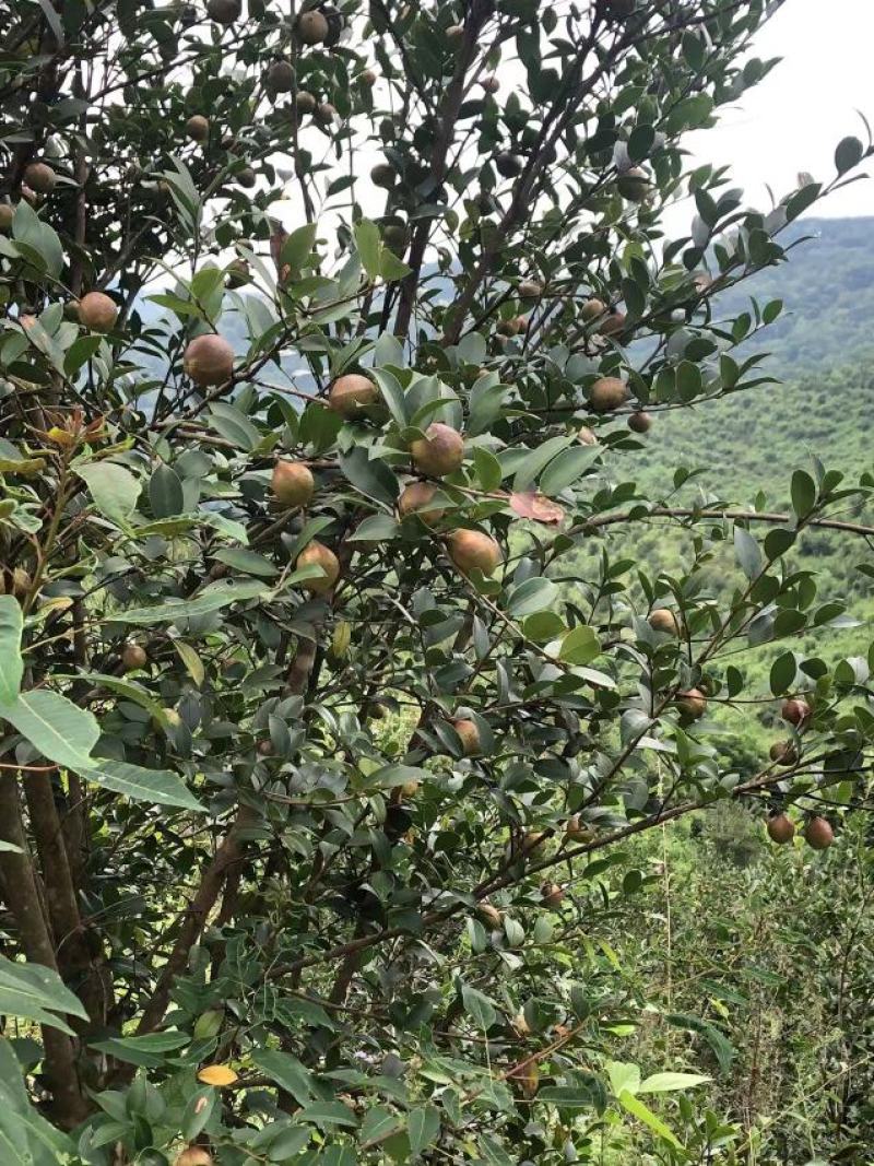 油茶干籽