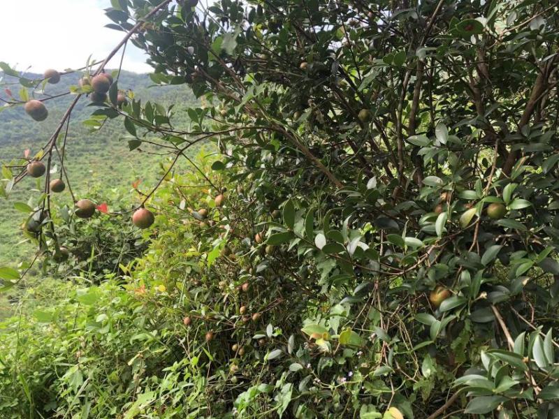 油茶干籽