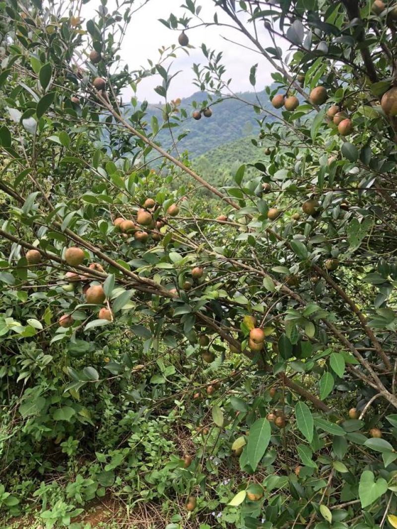 油茶干籽